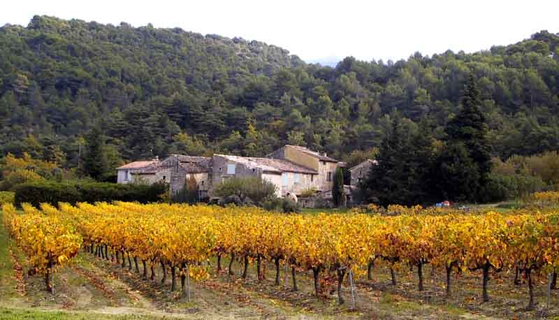 vinmark, Champlong-Mont Ventoux. okt. 2001. Taget med Canon PowerShot S10. Fotograf; Lars Andersen