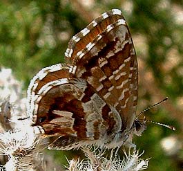 Bronzesommerfugl, Cacyreus marshalli, Vaison la Romaine, oktober 2003. Fotograf: Lars Andesen