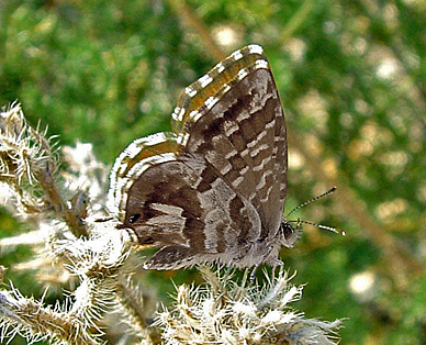 Bronze-Blfugl, Cacyreus marshalli, Vaison la Romaine, oktober 2003. Fotograf: Lars Andesen