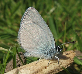 Dvrgblfugl, Cupido minimus. Abbrevation som mangler de sorte pletter p undersiden! Lil. Salby, Midtsjlland d. 25 juni 2006. Fotograf: Peter Mllmann