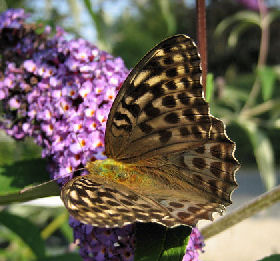 Kejserkåbe, Argynnis paphia hun, form: valezina, Magleby, Stevns. d. 22 juli 2006. Fotograf: Lars Adler Krogh