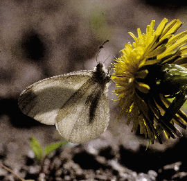 Enghvidvinge. Leptidea juvernica. Fembrovej, Almindingen, Bornholm. d. 17 juni 2003. Fotograf: Jens Meulengracht Madsen