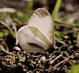 Enghvidvinge. Leptidea juvernica. Fembrovej, Almindingen, Bornholm. d. 17 juni 2003. Fotograf: Jens Meulengracht Madsen