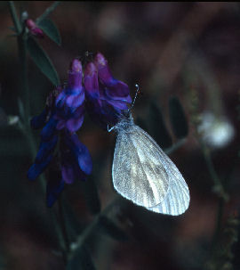 Skovhvidvinge. Leptidea sinapis. Bialowieza i det stlige Polen, juli 2004. Fotograf: Troells Melgaard