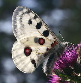 Apollo, Parnassius apollo. Hstsundet, Loftehammar, Smland, Sverige 4 juli 2006. Fotograf: Lars Andesen