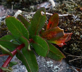 Apollo, Parnassius apollo larvegnav p Sankthansurt, Sedum telephium. Averum, Loftehammar, Smland, Sverige 3 juli 2006. Fotograf: Lars Andesen