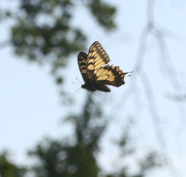 Svalehale, Papilio machaon, Averum,  Loftehammar, Smland, Sverige 3 juli 2006. Fotograf: Lars Andersen