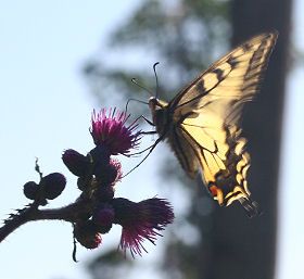 Svalehale, Papilio machaon, Averum,  Loftehammar, Smland, Sverige 3 juli 2006. Fotograf: Lars Andersen