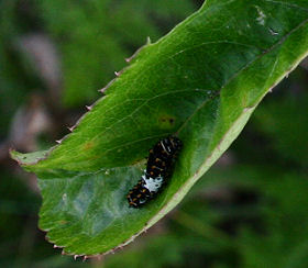 Svalehale, Papilio machaon,larve p Angelik, Angelica sylvestris. Averum,  Loftehammar, Smland, Sverige 2 juli 2006. Fotograf: Lars Andersen