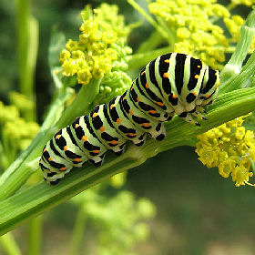 Svalehale, Papilio machaon, larve er nu flyttet over p Pastinak. Averum,  Loftehammar, Smland, Sverige. Fundet d. 3 juli 2006. Her fra d. 9 juli 2006. Fotograf: Peter Mllmann