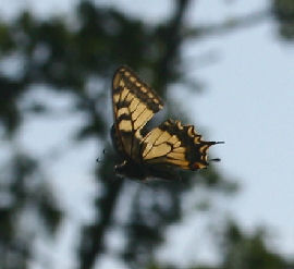 Svalehale, Papilio machaon, Averum, Loftehammar, Smland, Sverige 3 juli 2006. Fotograf: Lars Andersen