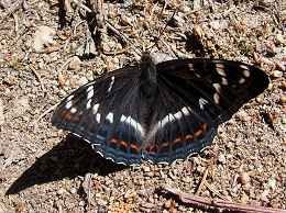 Poppelsommerfugl, Limenitis populi, Jernavik, Blekinge, Sverige. d. 2 juli 2006. Fotograf: Peter Møllmann