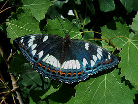 Poppelsommerfugl, Limenitis populi, Dalshem, Småland, Sverige. d. 4 juli 2006. Fotograf: Peter Møllmann
