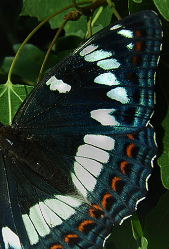 Poppelsommerfugl, Limenitis populi, Dalshem, Småland, Sverige. d. 4 juli 2006. Fotograf: Peter Møllmann