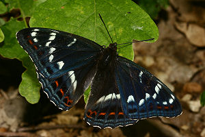 Poppelsommerfugl, Limenitis populi, Jernavik, Blekinge, Sverige. d. 2 juli 2006. Fotograf: Lars Andersen