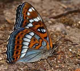 Poppelsommerfugl, Limenitis populi, Jernavik, Blekinge, Sverige. d. 2 juli 2006. Fotograf: Lars Andersen