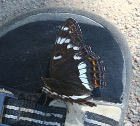 Poppelsommerfugl, Limenitis populi, Dalshem, Småland, Sverige. d. 4 juli 2006. Fotograf: Lars Andersen