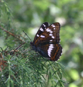 Poppelsommerfugl, Limenitis populi, Ringsfall, Odensvi, Smland, Sverige. d. 4 juli 2006. Fotograf: Lars Andersen