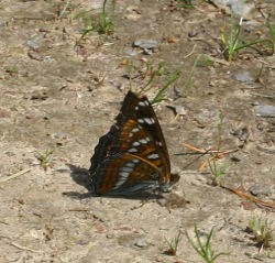 Poppelsommerfugl, Limenitis populi, Dalshem, Smland, Sverige. d. 4 juli 2006. Fotograf: Lars Andersen