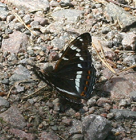 Poppelsommerfugl, Limenitis populi, Dalshem, Smland, Sverige. d. 4 juli 2006. Fotograf: Lars Andersen