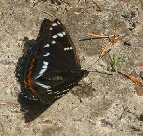 Poppelsommerfugl, Limenitis populi, Dalshem, Småland, Sverige. d. 4 juli 2006. Fotograf: Lars Andersen