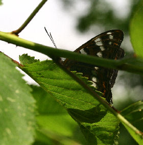 Poppelsommerfugl, Limenitis populi.  Ringsfall, Odensvi, Smland, Sverige. d. 4 juli 2006. Fotograf: Lars Andersen