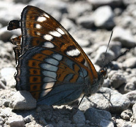 Poppelsommerfugl, Limenitis populi, Sundby, Småland, Sverige. d. 3 juli 2006. Fotograf: Lars Andersen