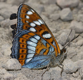 Poppelsommerfugl, Limenitis populi, Sundby, Småland, Sverige. d. 3 juli 2006. Fotograf: Lars Andersen