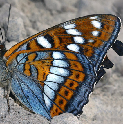 Poppelsommerfugl, Limenitis populi, Sundby, Småland, Sverige. d. 3 juli 2006. Fotograf: Lars Andersen