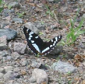 Poppelsommerfugl, Limenitis populi, Dalshem, Småland, Sverige. d. 4 juli 2006. Fotograf: Lars Andersen