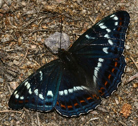 Poppelsommerfugl, Limenitis populi, Jernavik, Blekinge, Sverige. d. 2 juli 2006. Fotograf: Lars Andersen