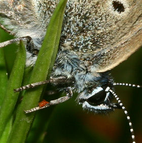 Ensianblfugl, Maculinea alcon hun, der sidder i hvile p blomsterskudet af Klokke-ensian. P forbenet kan man se en lille rd mide der er ved at kravle op, det er en blind passager der gerne vil bruge blfuglen som charterfly! Hummerdsmossen, Skne, Sverige d. 5 juli - 2006. Fotograf: Lars Andersen