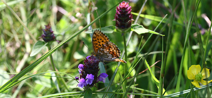 Engperlemorsommerfugl, Brenthis ino p Almindelig Brunelle, Prunella vulgaris. Imellem Virserum - Tveta, Smland, Sverige. d. 4 juli 2006. Fotograf: Lars Andersen