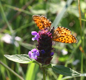 Engperlemorsommerfugl, Brenthis ino på Almindelig Brunelle, Prunella vulgaris. Imellem Virserum - Tveta, Småland, Sverige. d. 4 juli 2006. Fotograf: Lars Andersen