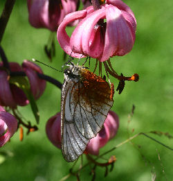 Sortret Hvidvinge, Aporia crataegi. Hstsundet, Loftehammar, Smland, Sverige 3 juli 2006. Fotograf: Lars Andesen