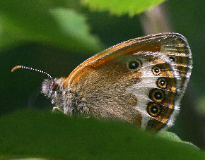 Perlemorrandje, Coenonympha arcania. Dalhems, Sverige. 4 juli 2006. Fotograf: Lars Andersen