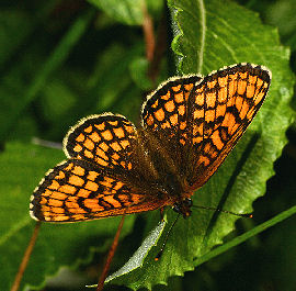 Brun pletvinge, Mellicta athalia. Bäcksviken, Askö, Småland, Sverige 3 juli 2006. Fotograf: Lars Andersen