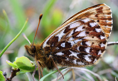 Polar perlemorsommerfugl,Clossiana polaris. Borrasocohkka, Tornetrask, Lapland, Sverige. d. 1 juli 2006. Fotograf: Daniel Dolfe