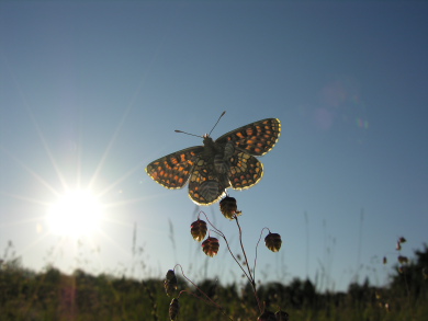 Mosepletvinge, Melitaea aurelia.(Nickerl, 1850) Pavejuonis, Kaunas, Lithauen. D. 25 Juni 2006. Fotograf: Martin Bjerg