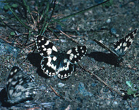 Skakbrtsommerfugl, Melanargia galathea, Polen. Juli 2004. Fotograf: Troells Melgaard