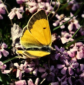 Fjeldhsommerfugl, Colias hecla Nordnorge juli 1982. Fotograf: Ib Kreutzer