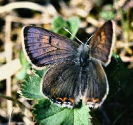 Blå ildfugl, Lycaena helle. Östersund, Jämtland, Sverige. 7 Juni 1982. Fotograf: Ib Kreutzer