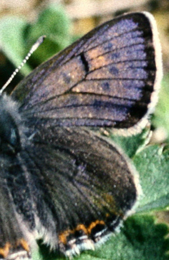 Bl ildfugl, Lycaena helle. stersund, Jmtland, Sverige. 7 Juni 1982. Fotograf: Ib Kreutzer