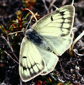 Arktisk hsommerfugl, Colias nastes Nordsverige juli 1982. Fotograf: Ib Kreutzer