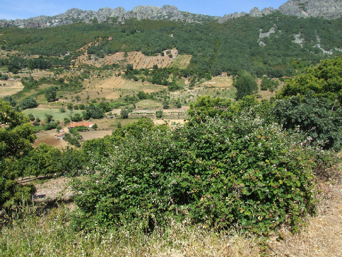 Lokalitet for Buskrandjel. Korkegelund, Estramadura, Spanien. D. 6 juni 2006. Fotograf: Troells Melgaard