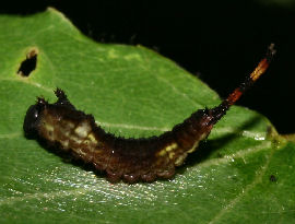 Gr Gaffelstjert, Furcula bifida larve, 1. stadie ca. 10 mmm lang, p et bveraspblad. Hstsundet, Loftehammar, Smland, Sverige 3 juli 2006. Fotograf: Lars Andesen