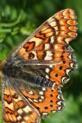 Euphrydryas aurinia beckeri, Spanien juni 2006. Fotograf: Troells Melgaard