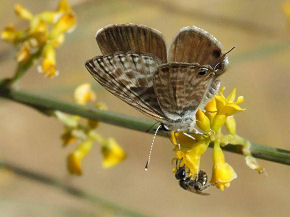 Lille Vandreblåfugl, Leptotes pirithous hun. Spanien. Juni 2006. Fotograf: Troells Melgaard