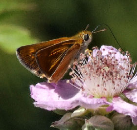 Kalkbredpande, Thymelicus acteon. Estramadura, Spanien d. 6 juni 2006. Fotograf: Troells Melgaard