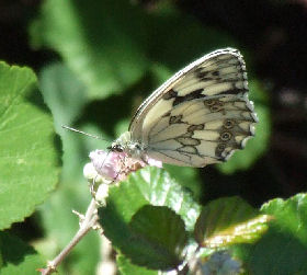 Melanargia lachesis, Korkegelund, Estramadura, Spanien. d. 6 juni 2006. Fotograf: Troells Melgaard